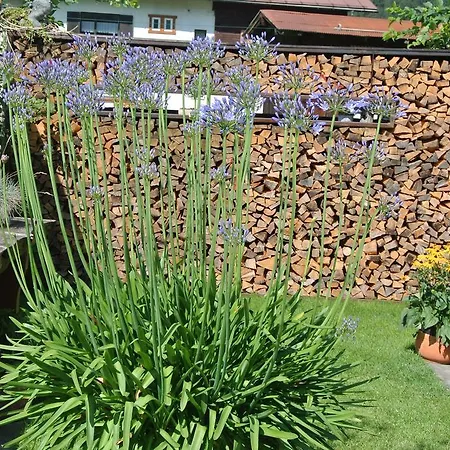 Haus Christopherus Διαμέρισμα Kloesterle am Arlberg